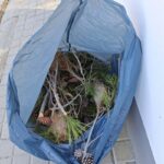 nidos procesionaria retirados