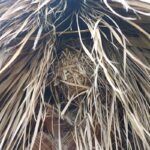 nidos rata en palmeras