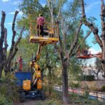 poda drastica desmochejpgPODA DRASTICA DESMOCHE