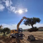 transplante 12 olivosjpgTRANSPLANTE 12 OLIVOS